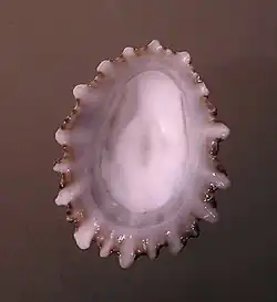 Basal view