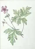 Geranium Anemonifolium