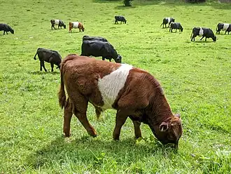 Red bull calf in Gloucestershire