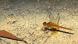 Male wings have colour near their base