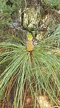 Male pollen cones of Pinus canariensis grouped in clusters reminiscent of the appearance of a pineapple. Hence the name of the tropical pineapple fruit.