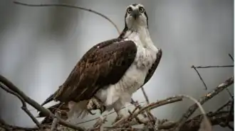 Osprey