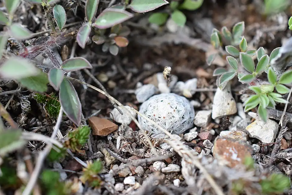 Plant growing in habitat