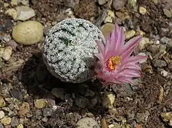 Mammillaria pectinifera