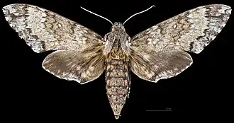 Manduca rustica calapagensis, female, dorsal