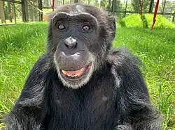 Marco smiles as he sits in the grass ina huge habitat at the Center for Great Apes