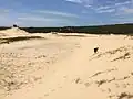 View of the sand dunes behind Marley Beach.