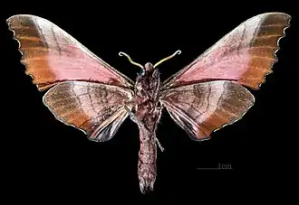 Male M. g. gressitti, underside