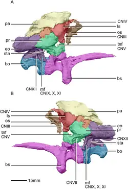 Braincase anatomy of Massospondylus, right and left side view
