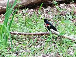 Red-winged blackbird
