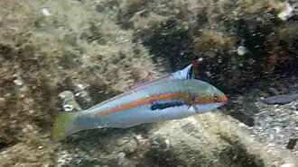 Male displaying dorsal fin