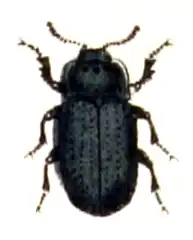 A black Beatle on a white background of species melanimon tibialis