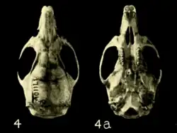 Skull on black background. Seen from above on the left, with text "4"; seen from below on the right, with text "4a".
