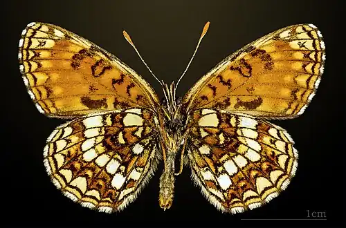 Male underside