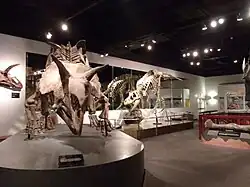 Partial Dinosaur Hall display.