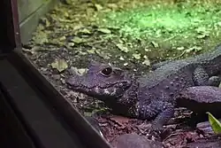 5 year old female, at Micro Zoo de Saint Malo, France