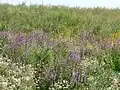 Flowers on the side of the hill formed by the capped landfill