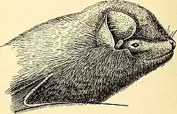 Drawing of bat