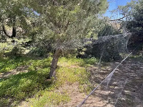 Mist nets used for capturing birds for ringing