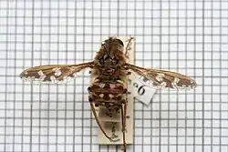 A photo of a pinned Moegistorhynchus longirostris