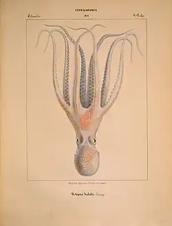 Mediterranean Sea O. salutii