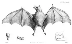 Drawing of bat
