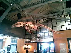 A gray whale skeleton