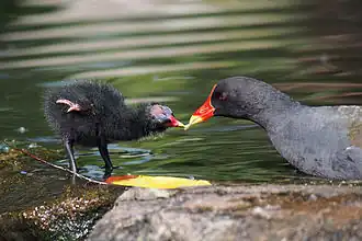 Moorhen feeding a recently hatched chick some food