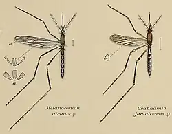 Coloured drawing of two mosquitoes displayed as scientific specimens