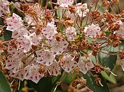 Blooming and wilted flowers on the same flower head