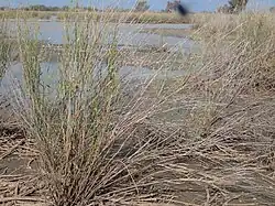 Lignum swamp, Narran Lake nature reserve
