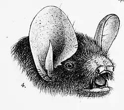Drawing of bat head