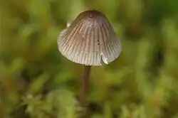 A mushroom with a small cap shaped like a round-tipped cone. It is seen from above, with a delicate stem and gills quite visible through the cap, making brown marks down it.