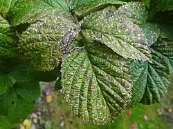 "Mycosphaerella rubi" on "Rubus" sp.