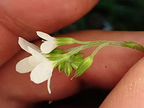 Flowers, side view