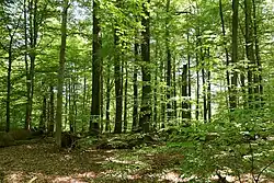 Forest in Bavaria, Germany