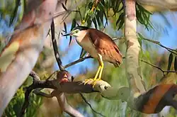 Nankeen night heron (Nycticorax caledonicus)