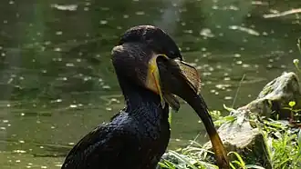Swallowing a fish at the Rio de Janeiro Botanical Garden