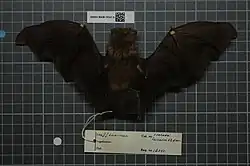 Brown bat