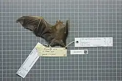 Brown bat
