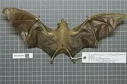 Brown bat