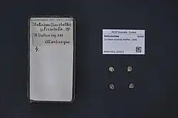 Lucidella plicatula Pfeiffer, 1848.