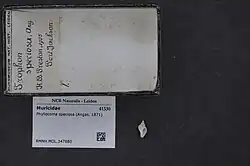 Phyllocoma speciosa (Angas, 1871)