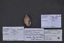 A light reddish-brown mollusc shell