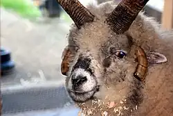 Black and white sheep with four horns