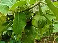 View of brinjal growing on plant