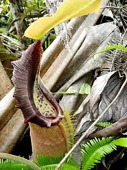 A typical lower pitcher of N.&nbsp;bongso