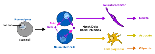 Stem cell differentiation and Notch-Delta lateral inhibition in neural stem cells, resulting in the generation of neuronal and glia progenitors.