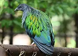The Nicobar pigeon (Caloenas nicobarica) is often stated to be the dodo's closest living relative.