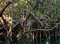 Night heron on the Oleta River